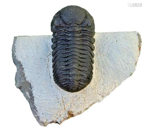 interesting trilobite - 100% real - Morocops torkozensis