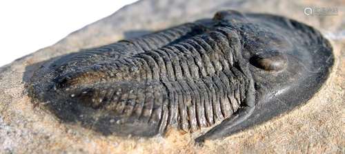 interesting trilobite - 100% real - Cyberella lemkei