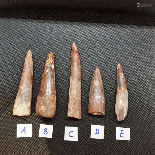 Spinosaur - Teeth - Spinosaurus  Maroccanus