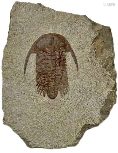 New undescribed species - trilobites - Myopsolenites sp.