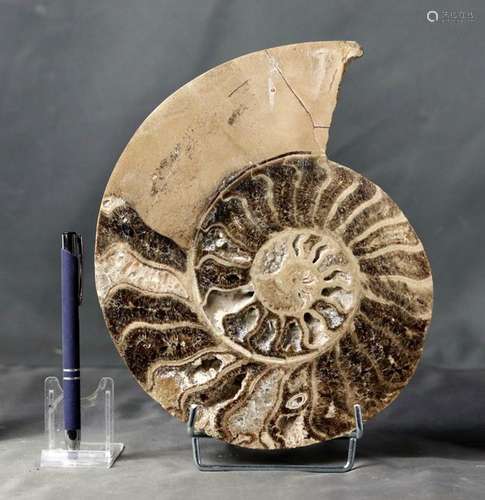 Finest Quality Ammonite slice - Breathtaking colors - With e...