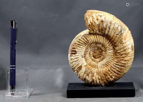 Finest Ammonite - Outstanding - Mounted on elegant wooden st...