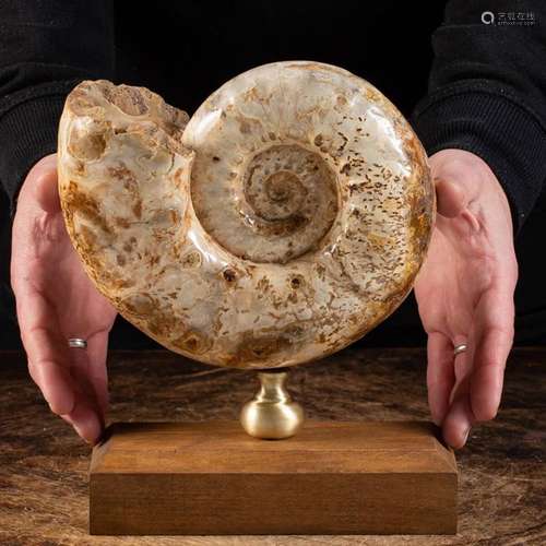 Ammonite Douvilleiceras on base design - Douvilleiceras - 25...