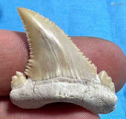 Very nice Palaeocarcharodon Orientalies - Tooth - 4×3×0.7 cm