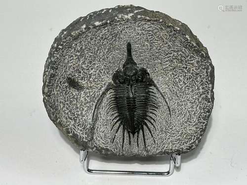 trilobite - Psychopyge elegans - 14×12×5 cm