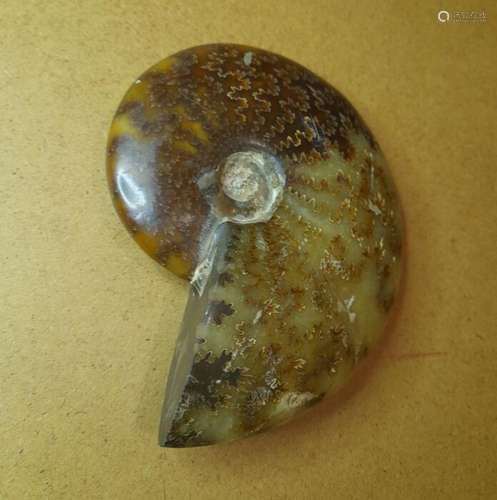 Ammonite - Shell - céphalopodes - 11.5×9.4×2.7 cm