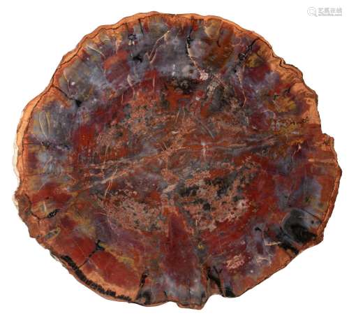 A polished decorative cross-section of a petrified trunk, ø ...