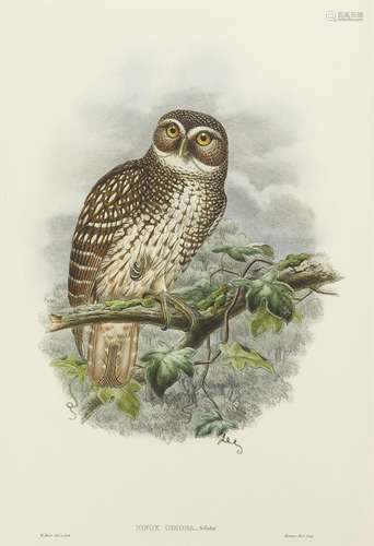 John Gould (British, 1804-1881); A Group of Owls, from Birds...