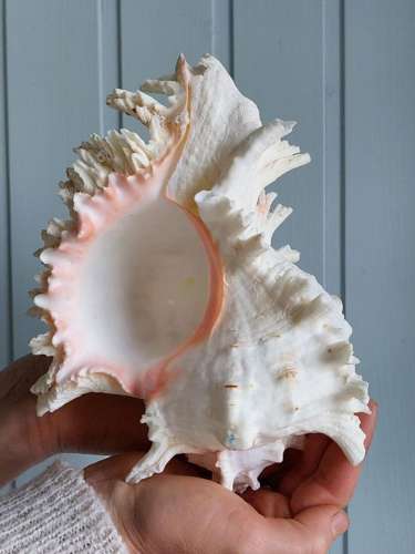 Murex ramosus XL Sea-snail shell - Chicoreus - 21×17×14 cm -...