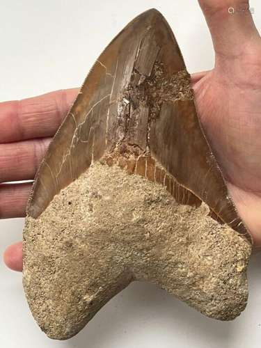 Huge Megalodon Shark tooth Lenght 15,9 cm (6.3 INCH) - Carch...