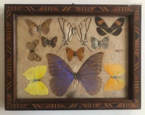 Butterfly In display frame - Unknown - 212×272×20 mm - 1