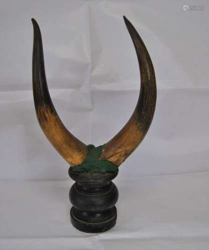 Bull's Horns on Wooden Pedestal End 800