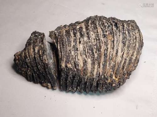 pick, tooth Tooth - Mammuthus Primigenius - 10×20×15 cm - 1
