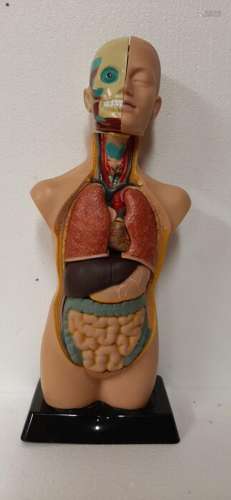 Anatomical bust