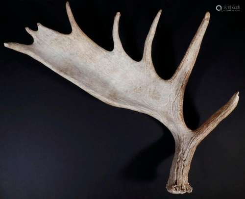 MOOSE ANTLER