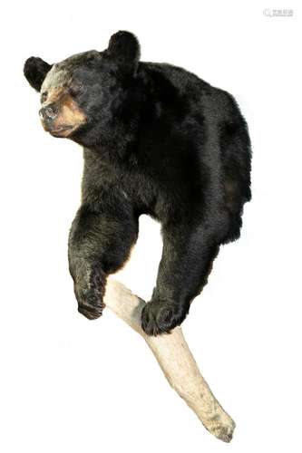 BEAR MOUNT