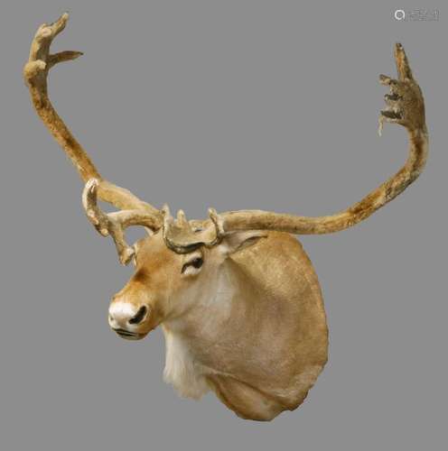 CARIBOU MOUNT