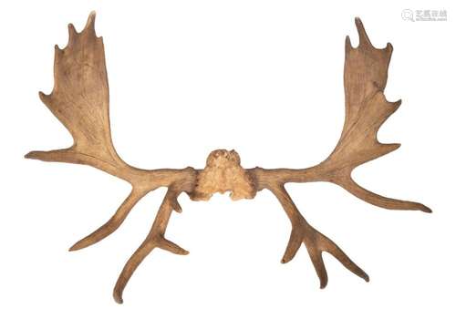 MOOSE ANTLERS