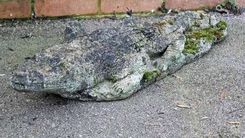 A nicely weathered reconstituted stone model of an alligator...