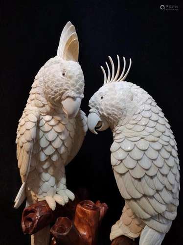 "Wise" xy furnishing articles.A pair of parrots li...