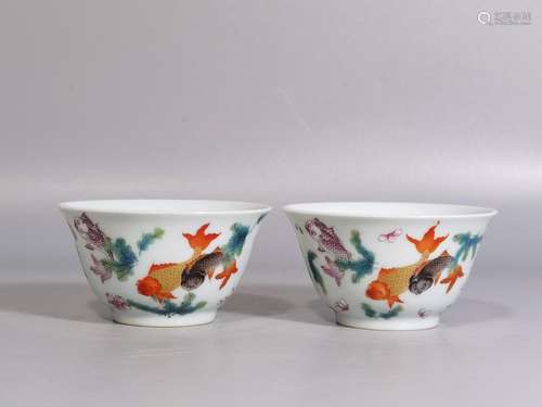 Algae powder enamel fish high grain to cup diameter 7.2 4