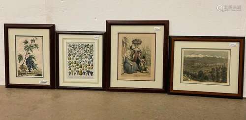 4 Framed Prints, Engraving of Fruits, etc