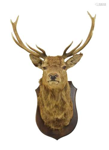 Large shield back stag head