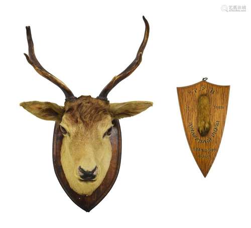 Shield-mounted stags head