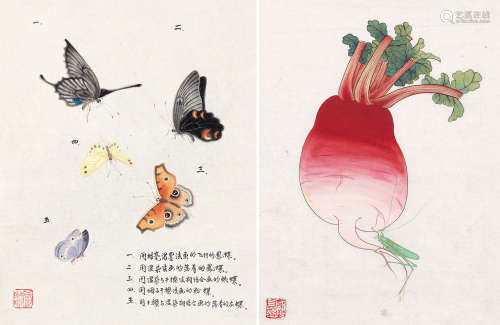 1915～1995 俞致贞 蝴蝶画稿、螳螂萝卜两帧 设色纸本 镜片