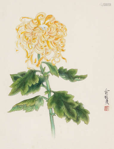 1915～1995 俞致贞 黄菊花 设色纸本 镜片