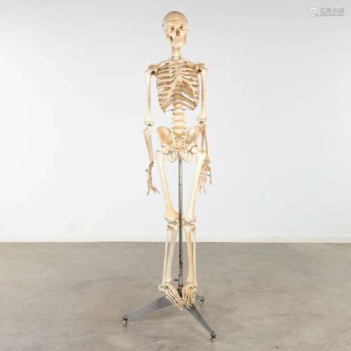 A mid-century antomical model of a skeleton, resine. Circa 1...