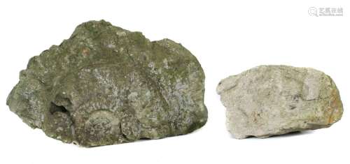 Paar Versteinerungen Holzmaden, ca. 180 Mio. Jahre alt, 2 ve...