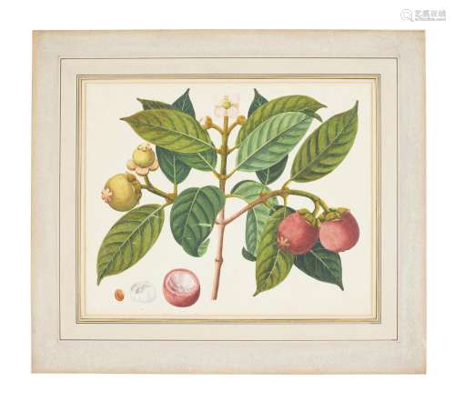 LYCHEES AND MANGOSTEENS ANGLO-CHINESE COMPANY SCHOOL, 19TH C...