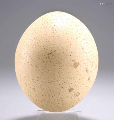 AN OSTRICH EGG