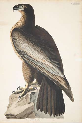 JOHN JAMES AUDUBON (AMERICAN 1785-1851)