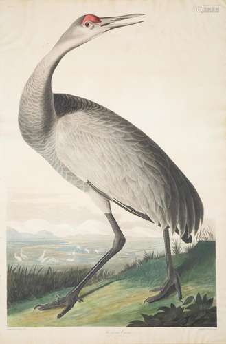 JOHN JAMES AUDUBON (AMERICAN 1785-1851)