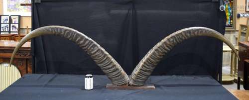 A large mounted pair of Buffalo horns 52 x 190 cm.