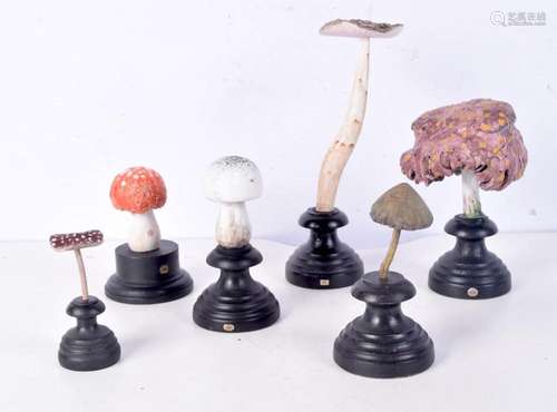 A collection of carved wood Mycology samples 24 cm (6)