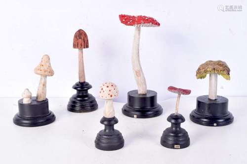 A collection of carved wood Mycology samples 20 cm (6)