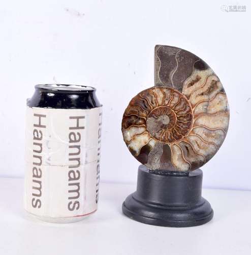 A mounted polished Ammonite sample 15 cm.