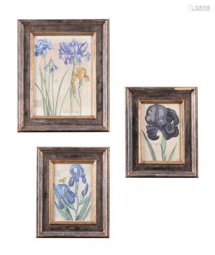 STUDIES OF IRISES, A SET OF THREE