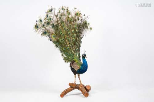 A stuffed specimen of a blue peacock with an open train, 20t...