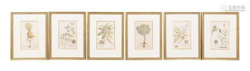 SIX HAND COLORED BOTANICAL ENGRAVINGS AFTER EHRED