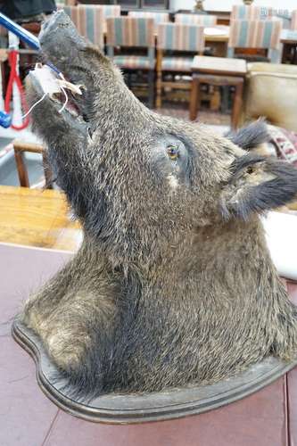 A mounted taxidermic boars head wall trophy on wood back pla...