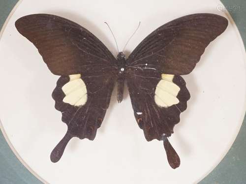 A collection of exotic butterfly and moth specimens in 24 oc...