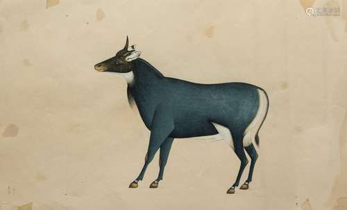 A COMPANY SCHOOL PAINTING OF A NILGAI, BENGAL, INDIA, CIRCA ...