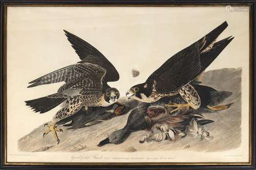 AUDUBON John James (1785-1851) : « Great-footed Flawk » ou «...