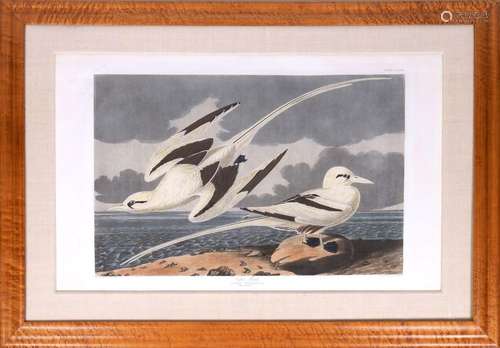 AUDUBON John James (1785-1851) : « Tropic bird » ou « Phaeto...