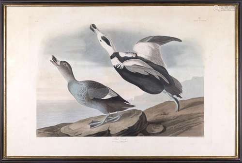 AUDUBON John James (1785-1851) : « Pied duck » ou « Fuligula...