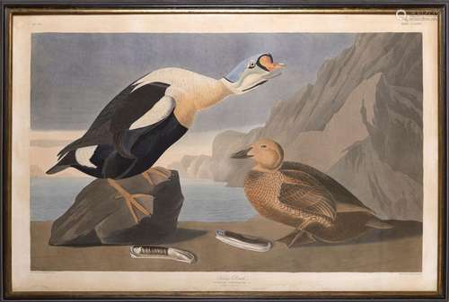 AUDUBON John James (1785-1851) : « King duck » ou « Fulugula...